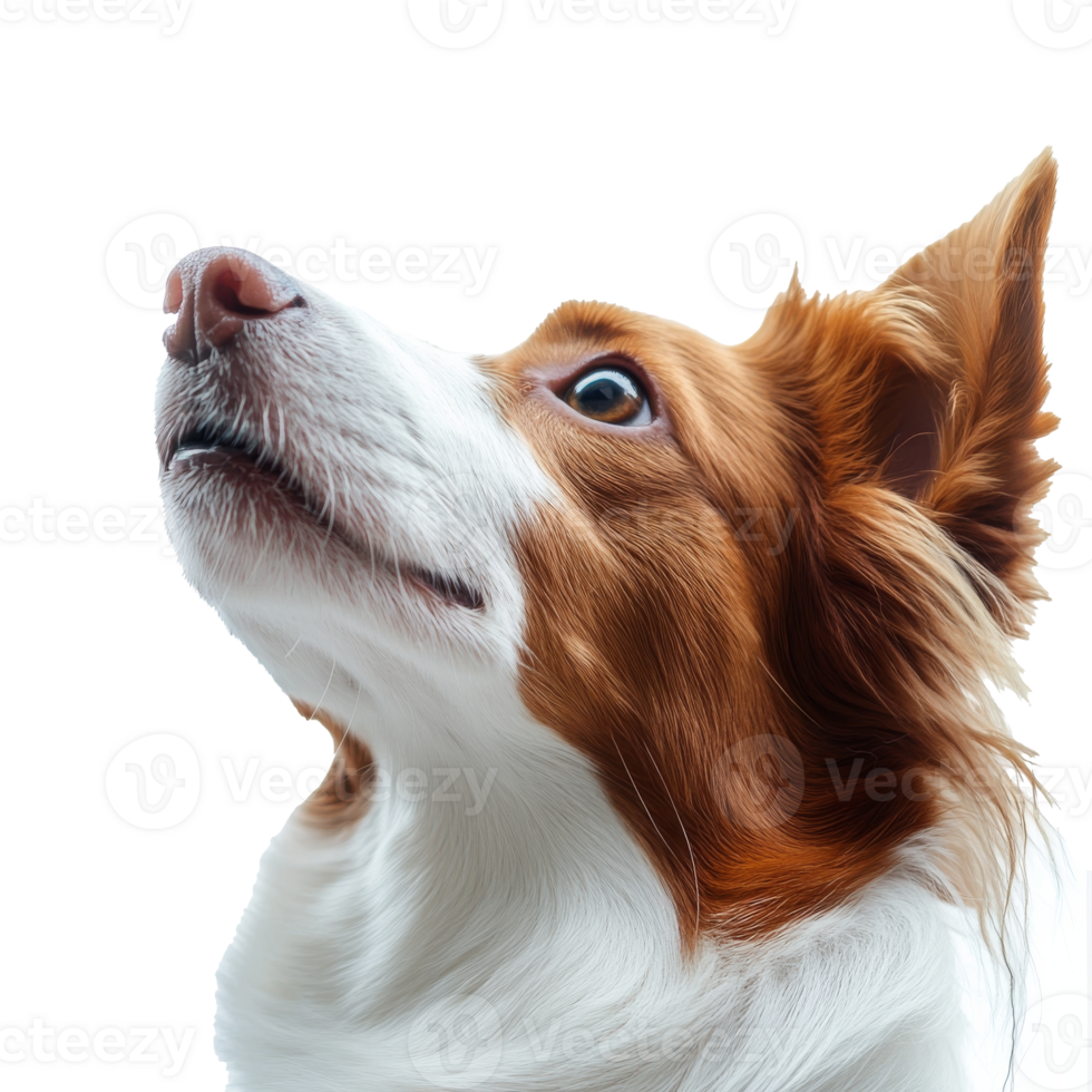 Dog looking up with keen expression and soft fur png