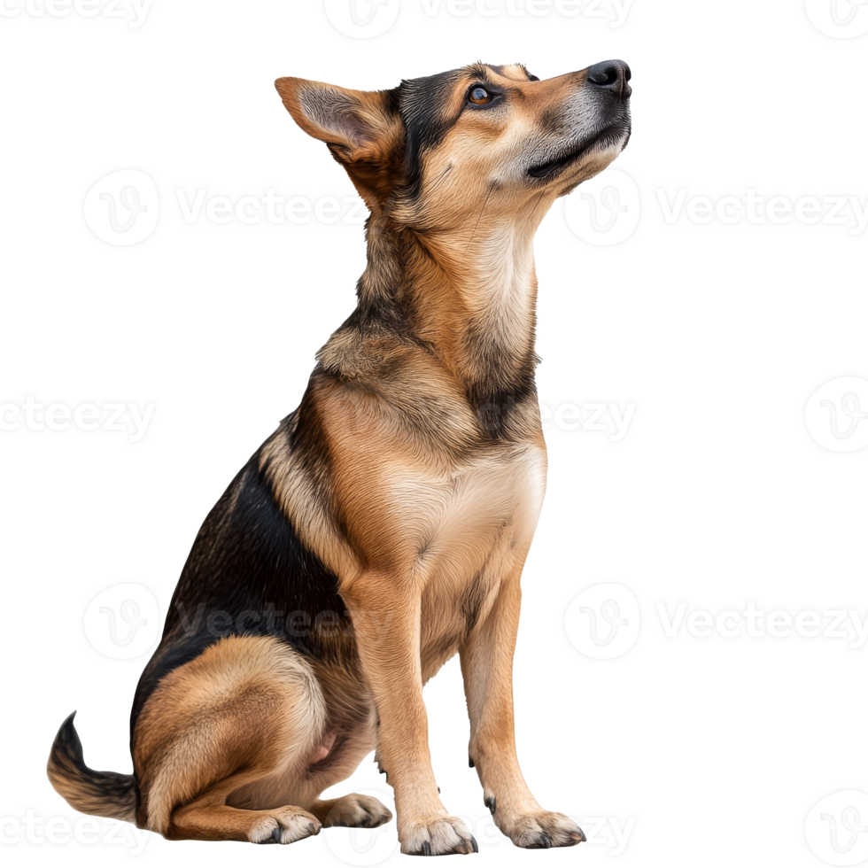 Dog sitting calmly and observing its surroundings png