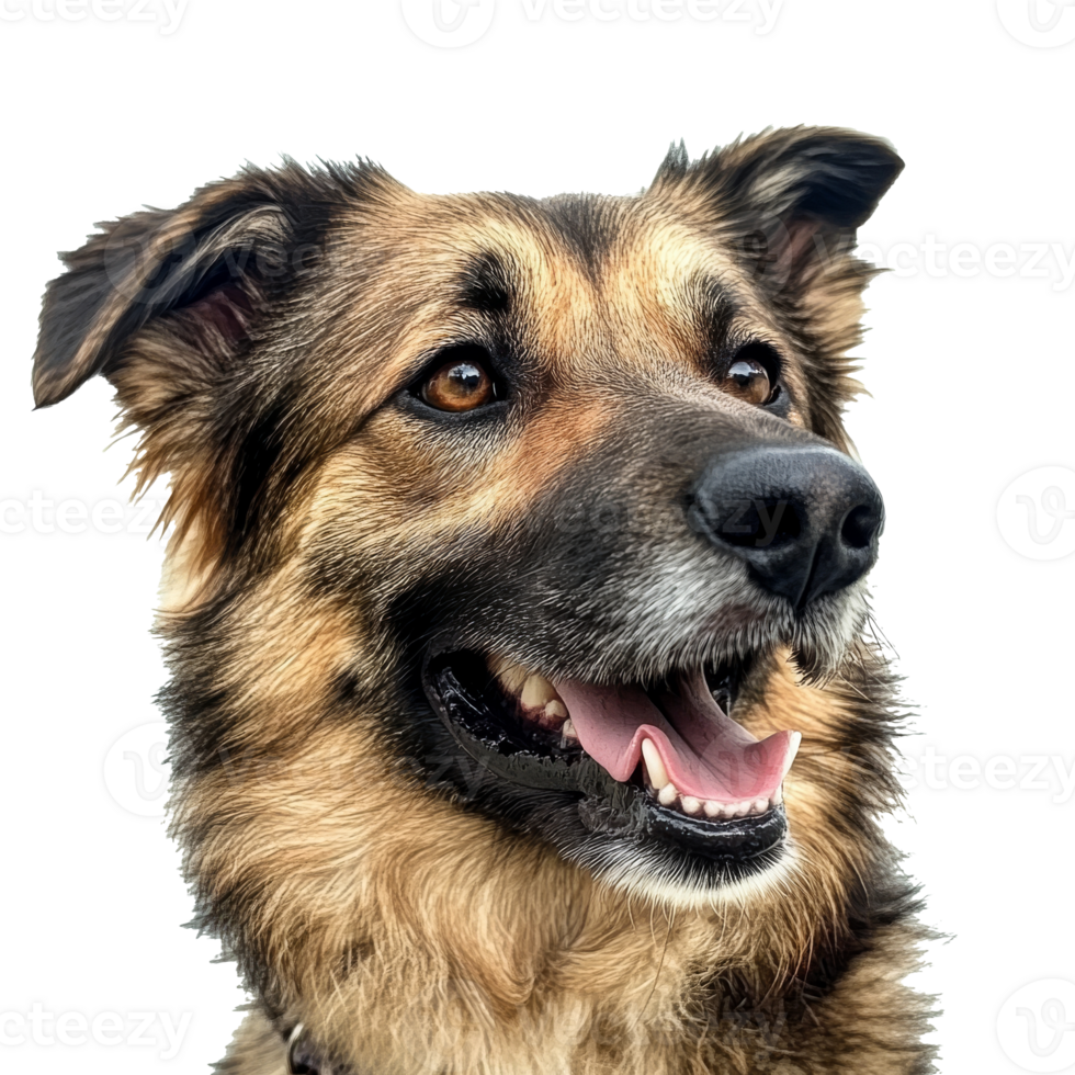 Happy dog with expressive eyes enjoys a moment png