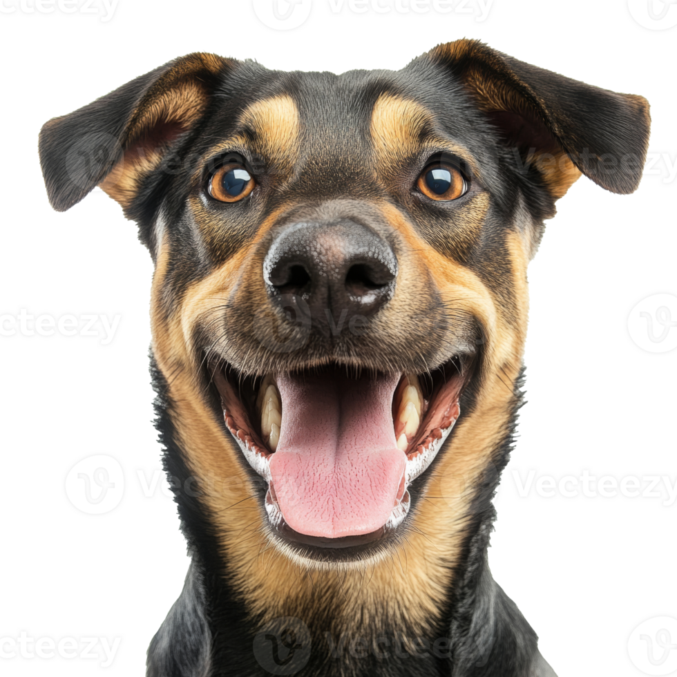 Happy dog with a joyful expression and bright eyes png