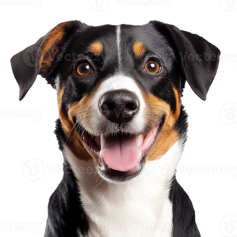 Happy dog with bright eyes and playful expression png