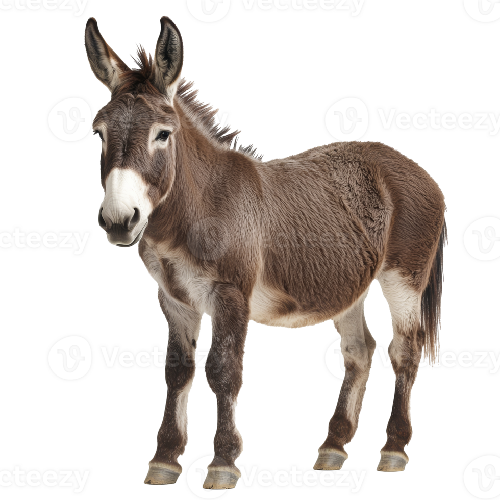 Donkey standing on white background in good health png