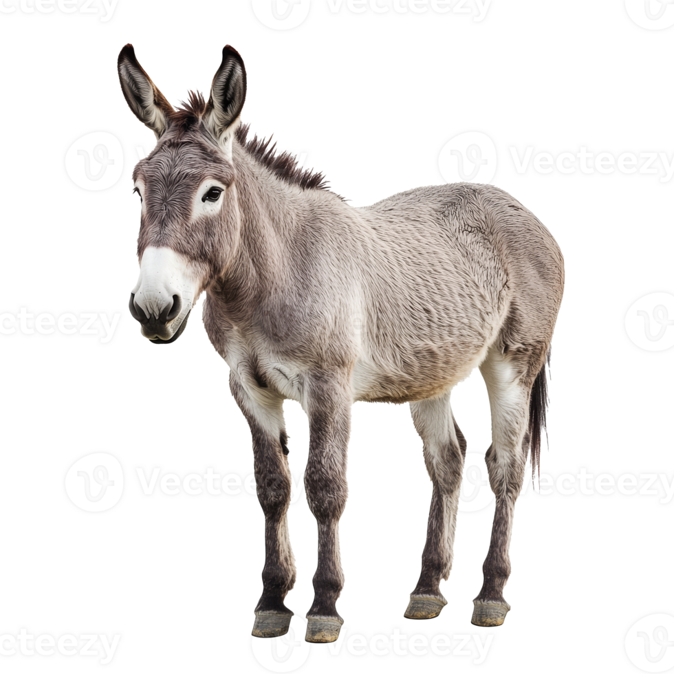 Grey donkey standing on white background png