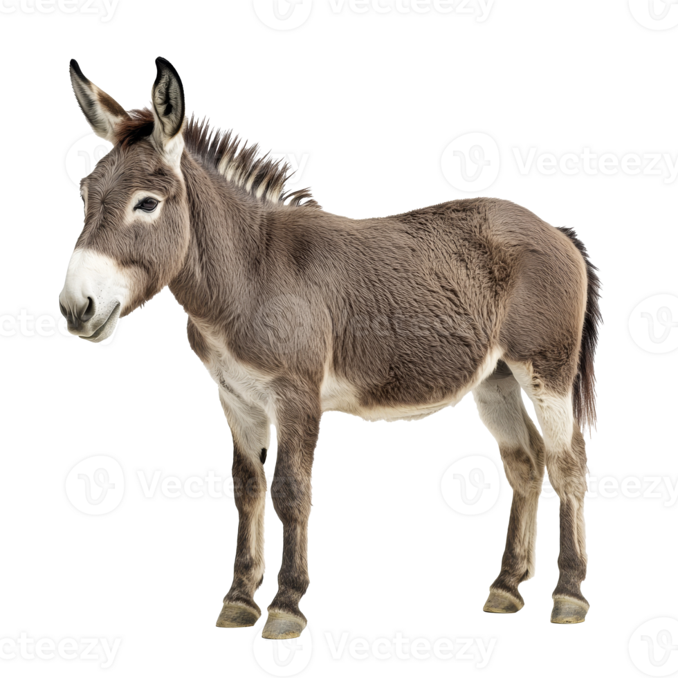 Donkey standing in a natural pose at the farm png
