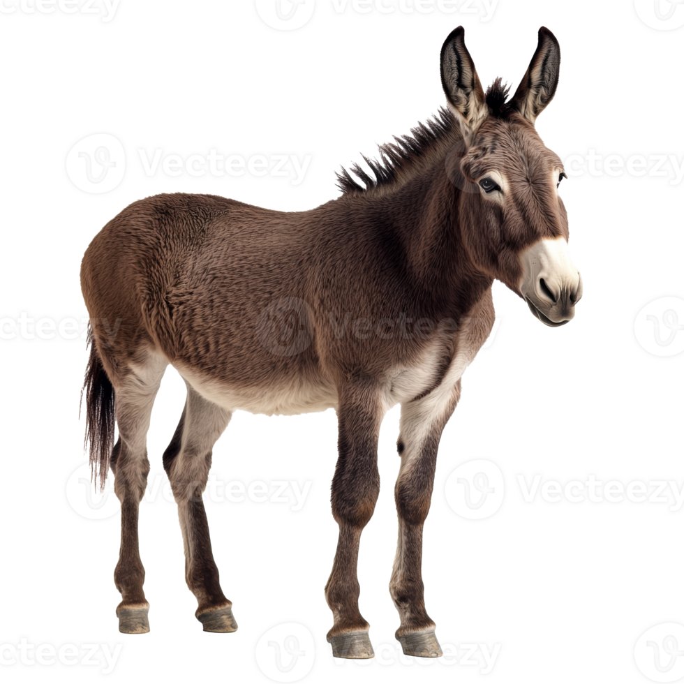 Donkey standing calmly on a white background png