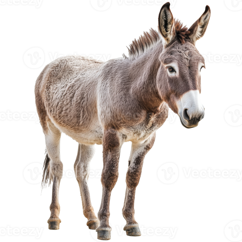 Donkey standing on a white background png