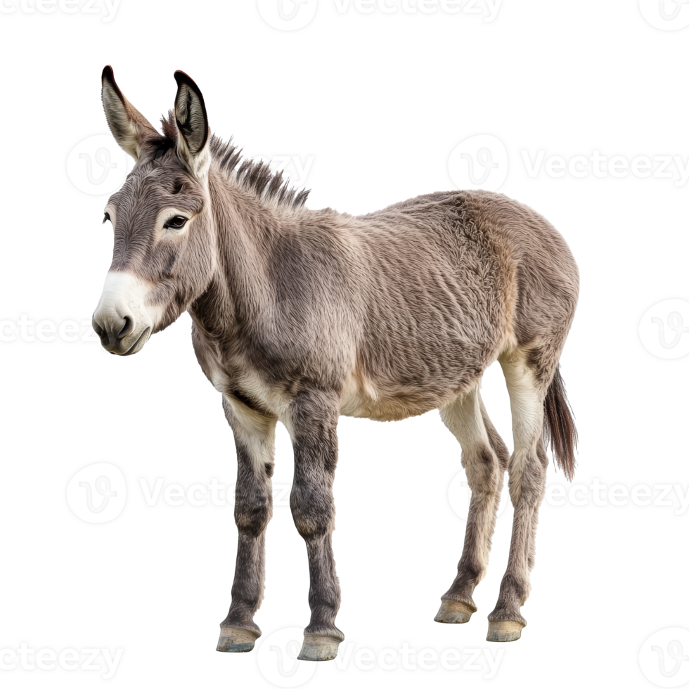 Gray donkey standing calmly on a white background png