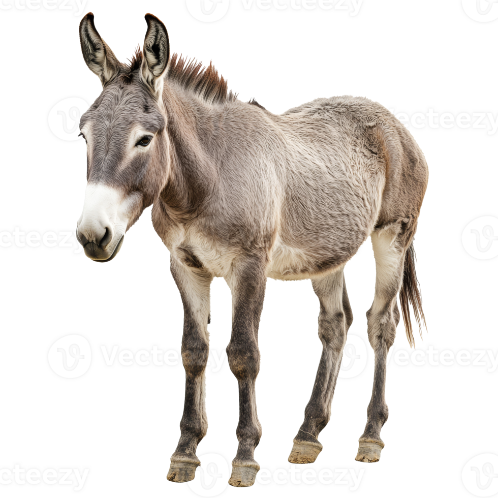 Majestic grey donkey standing gracefully in nature png