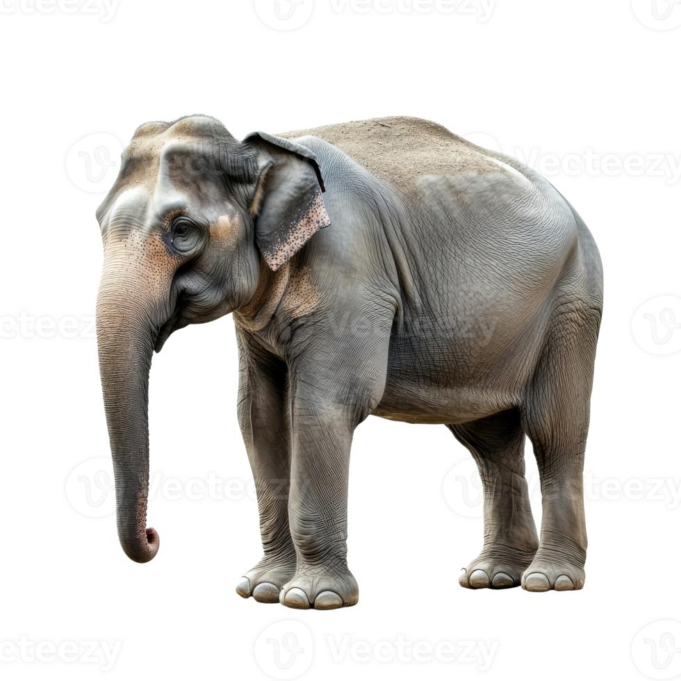 Calm elephant on white background png