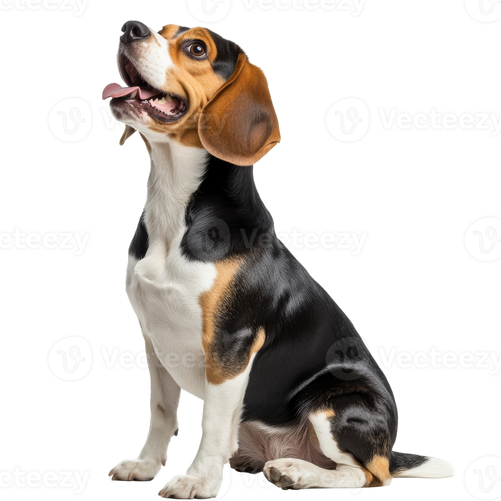 Beagle sitting proudly with joyful expression png