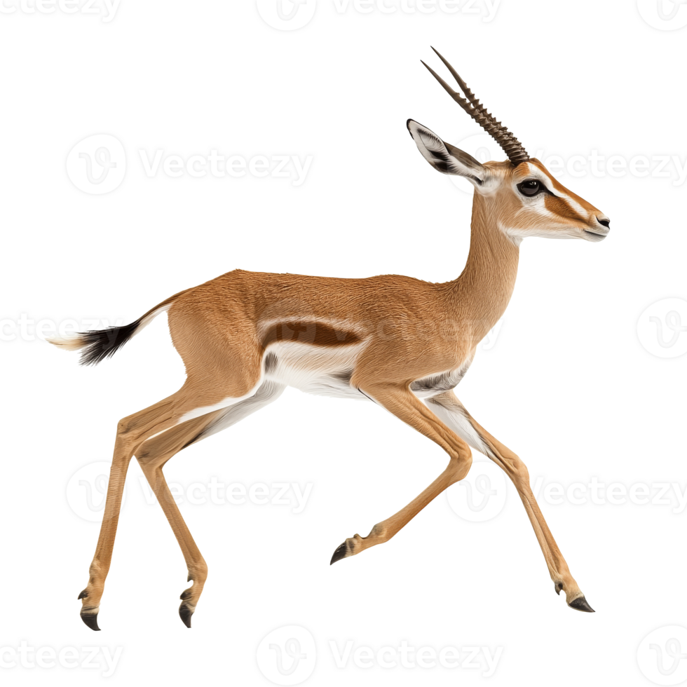 Running gazelle in mid stride during daylight png