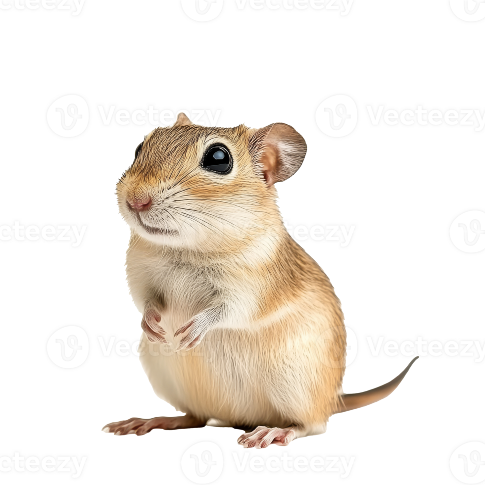 Cute small rodent standing and looking curious png