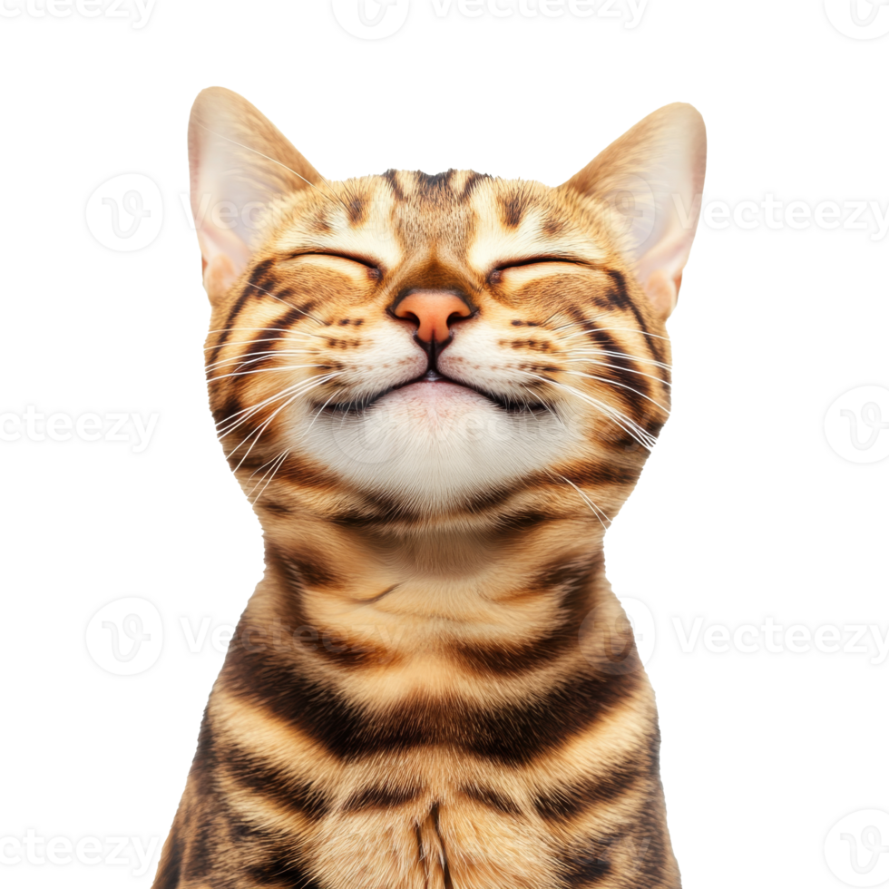 Happy bengal cat with a joyful expression png