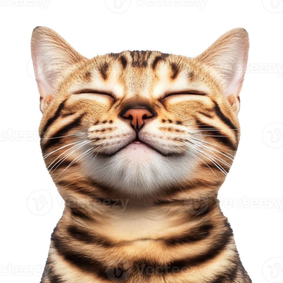 Content tabby cat with closed eyes png