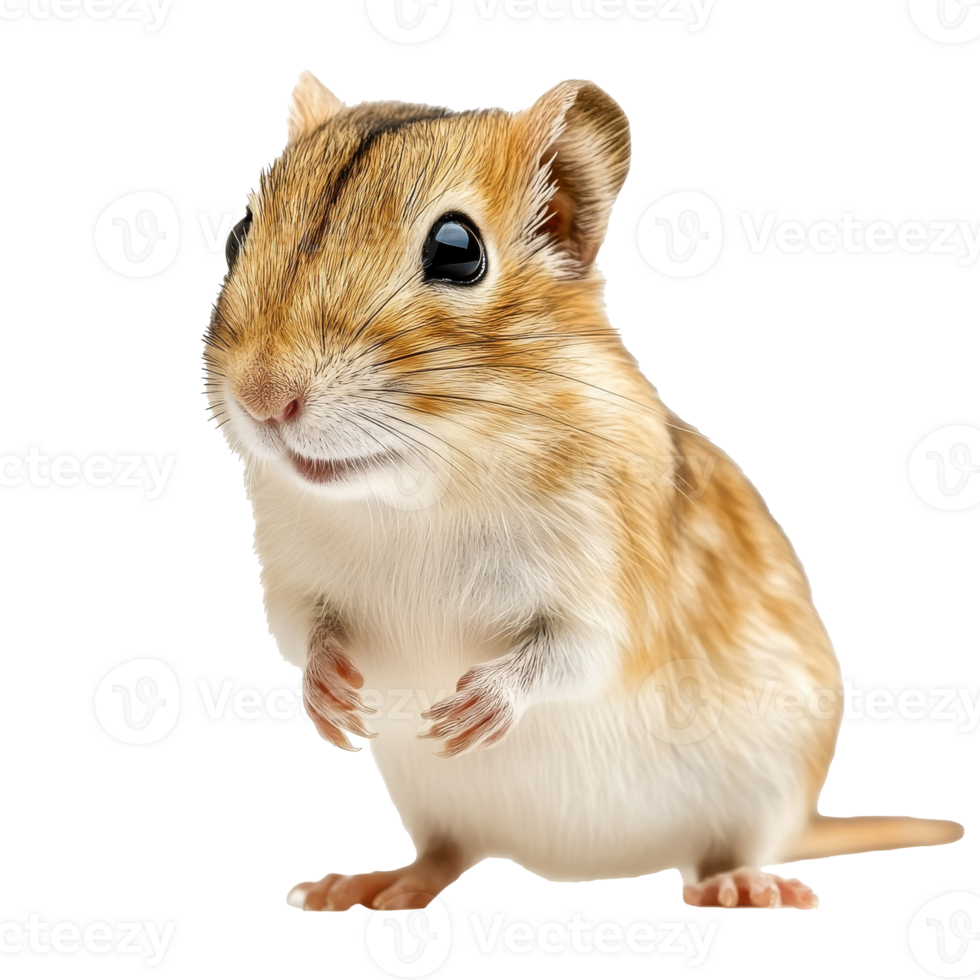 Cute small rodent standing in a playful pose png