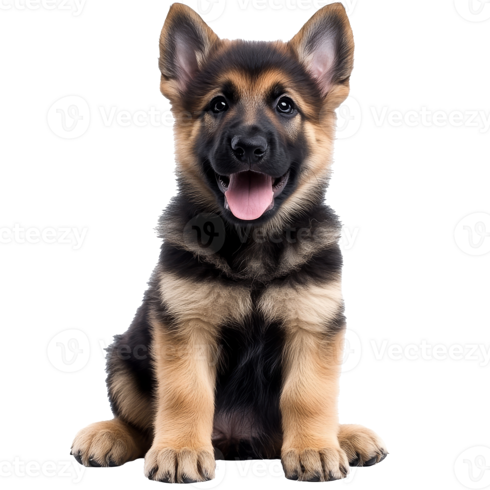 Joyful puppy sitting, watching ahead png