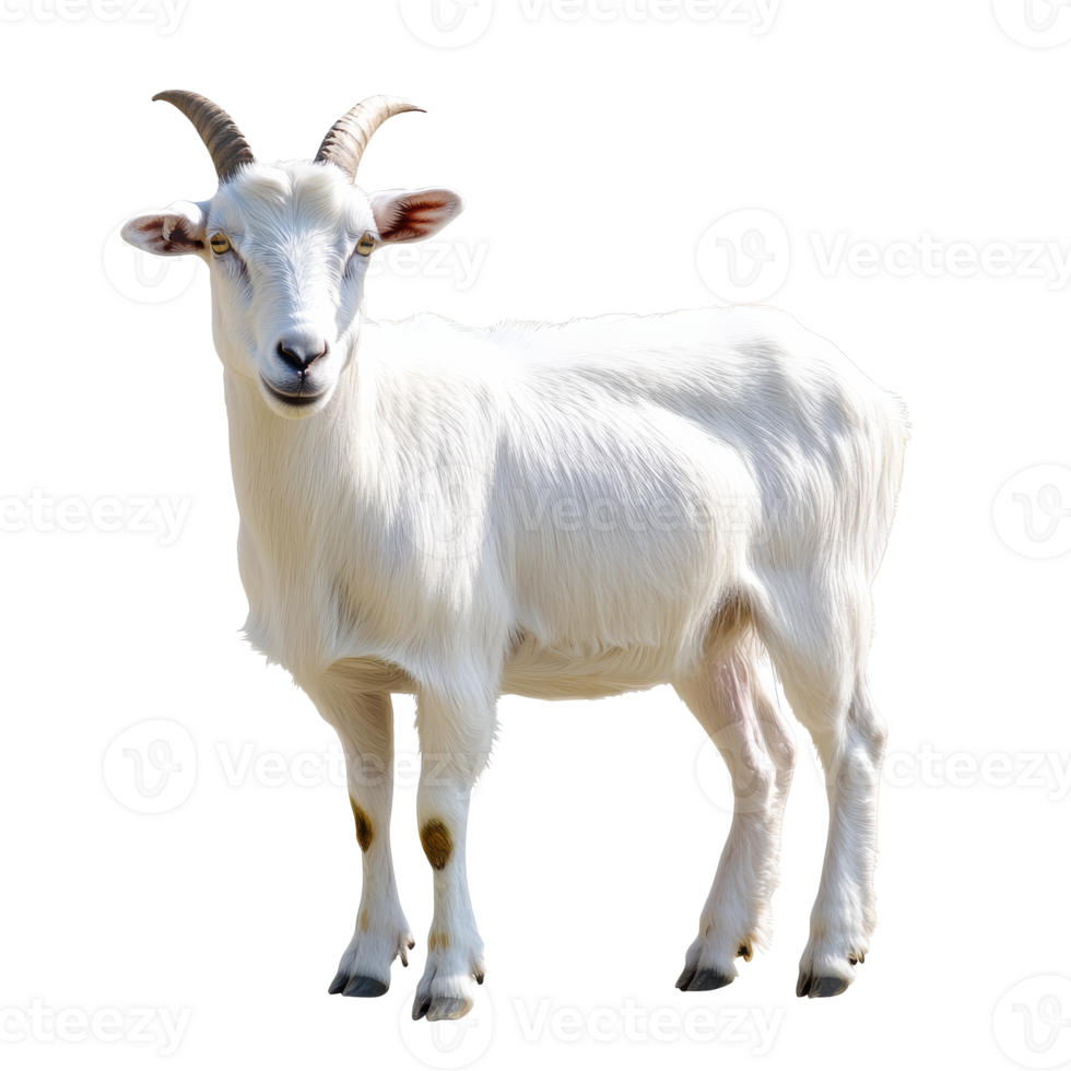 White goat standing against a plain background png