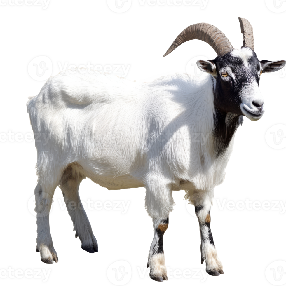 Goat standing proudly in bright light png