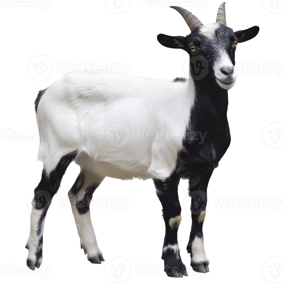 Curious goat on neutral background png