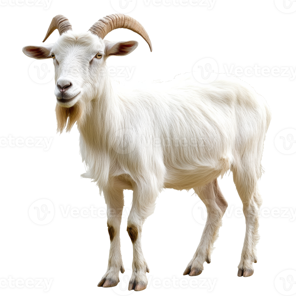 White goat in daytime grass png