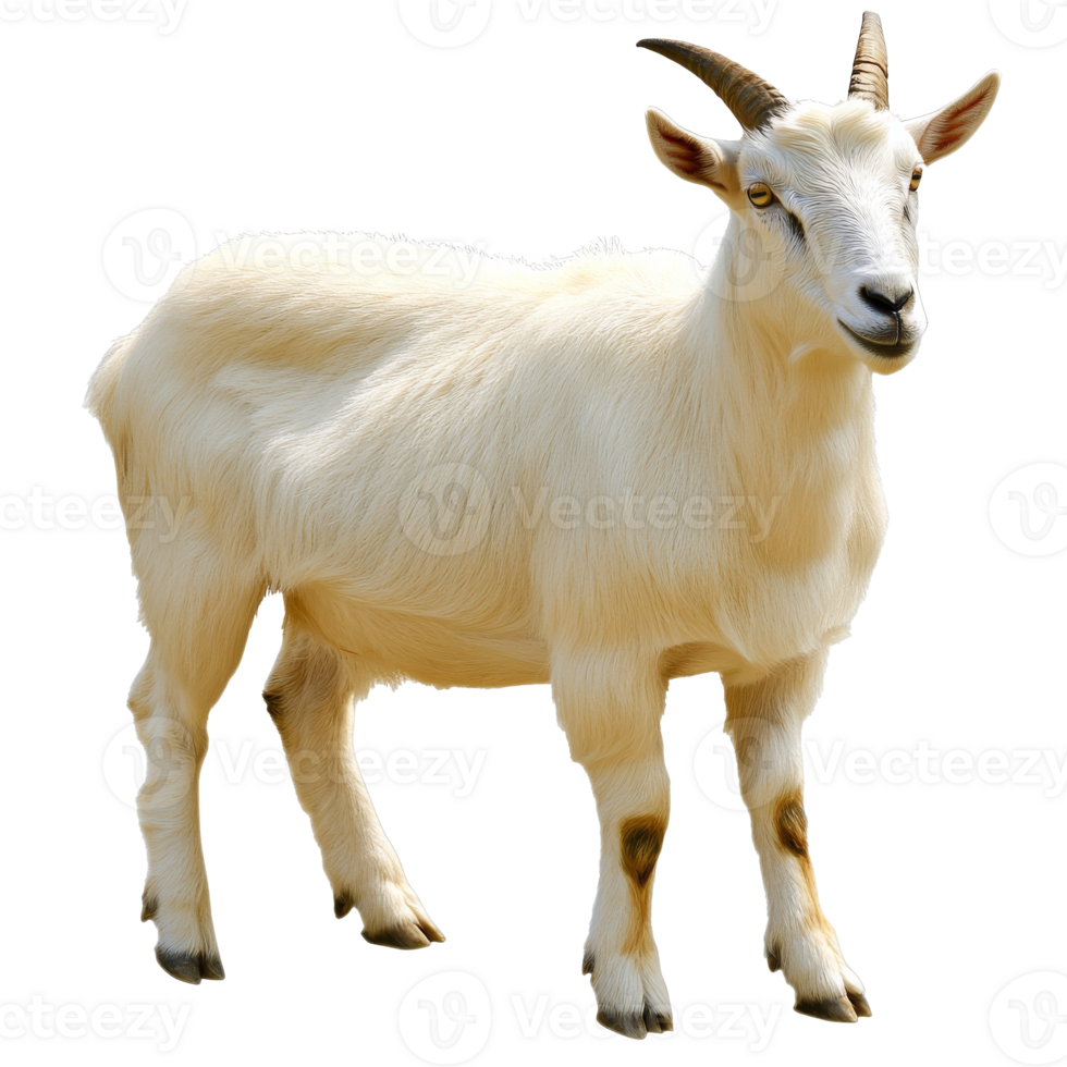 White goat standing on a transparent background png