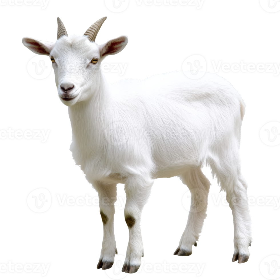 White goat standing on a plain background png