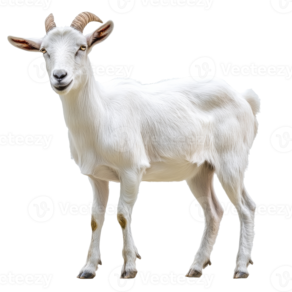 Goat standing in a neutral setting png