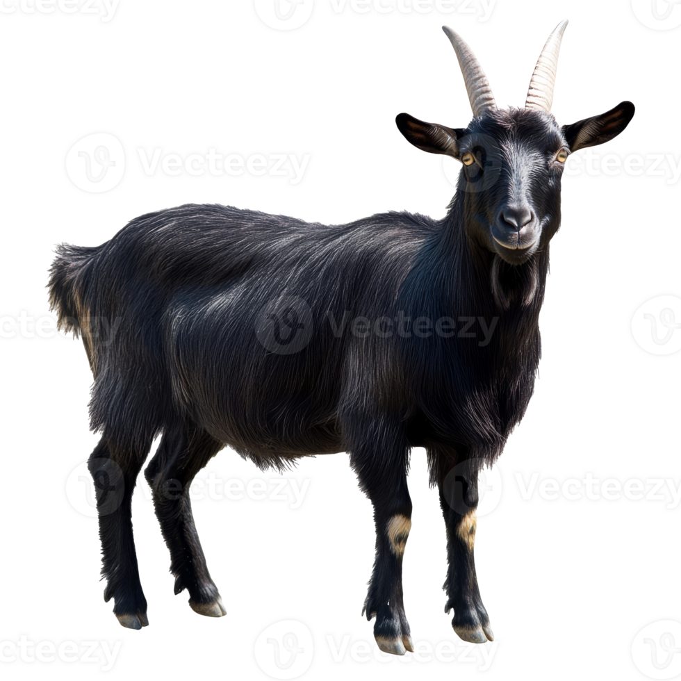 Black goat standing in a field with green grass png