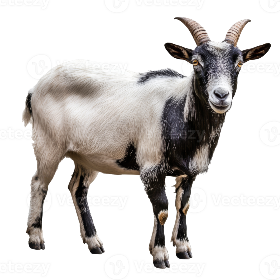 Charming black and white goat standing proudly png