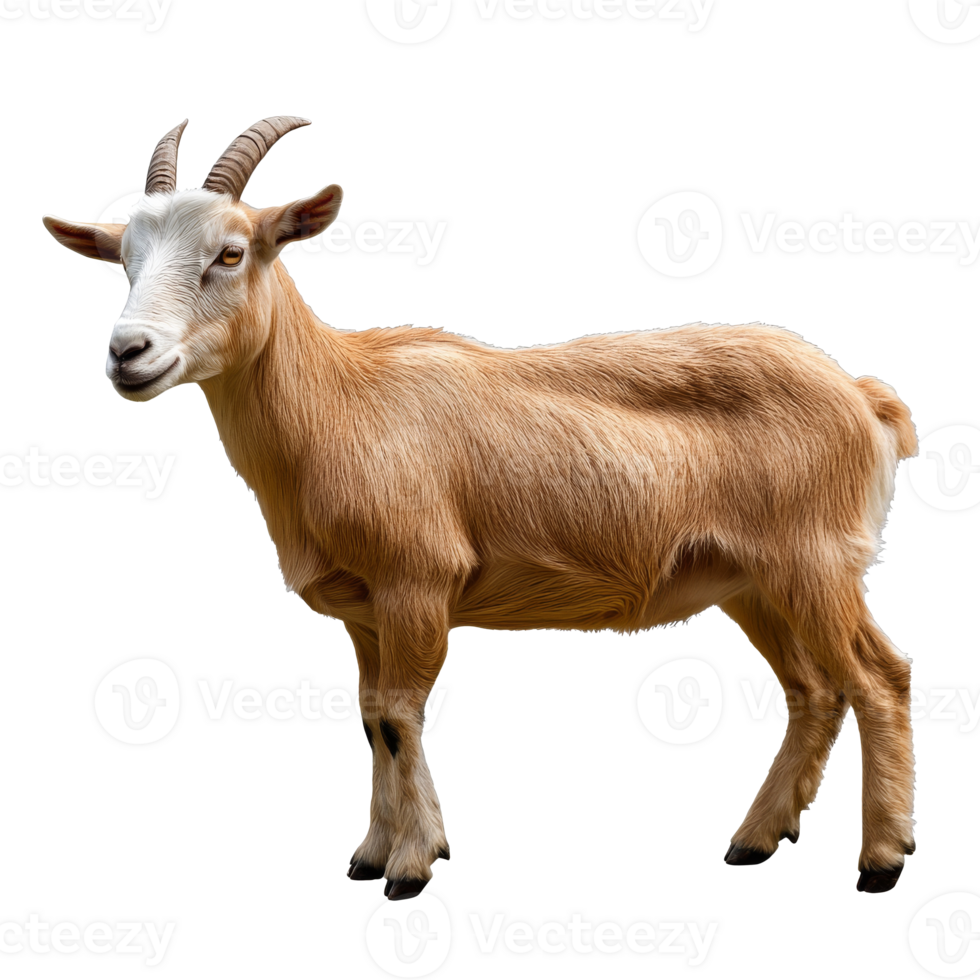 Goat standing calmly on a white background png