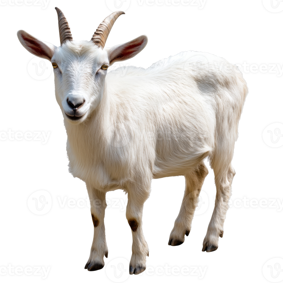White goat on flat surface displaying traits png