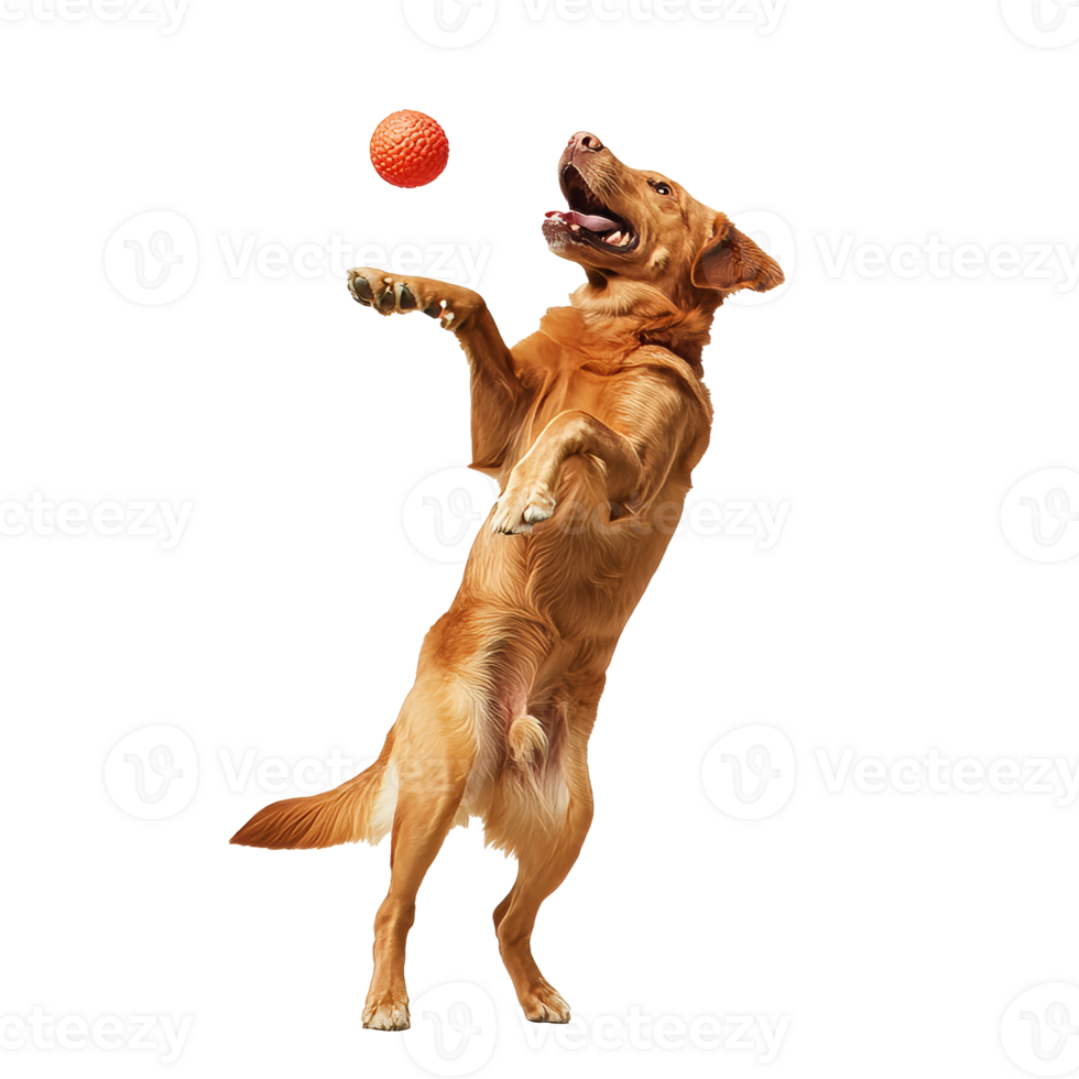 Dog playing with a bright orange ball png