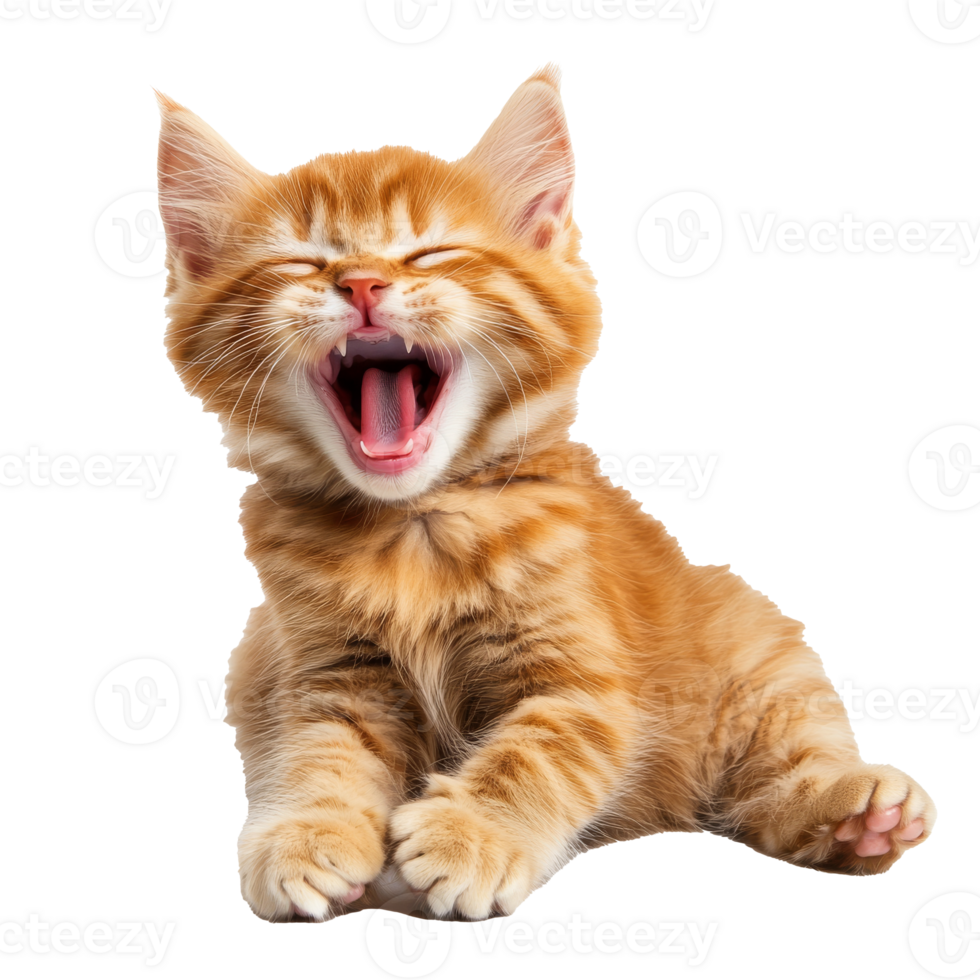 Cute orange kitten yawning and relaxing playfully png