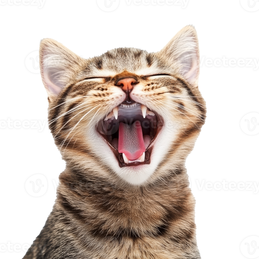 Cat yawning with mouth wide open in bright light png