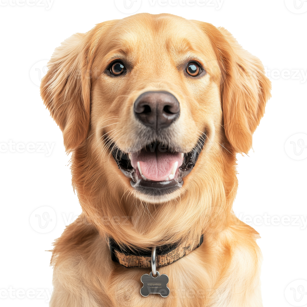 Happy golden retriever smiling at the camera png