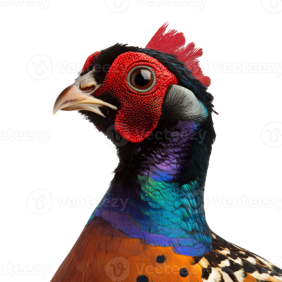Colorful pheasant with vibrant feathers png
