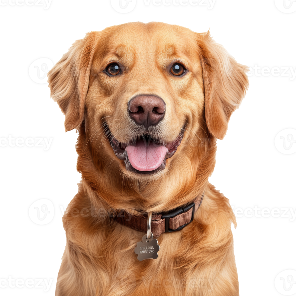 Smiling golden retriever posing happily png