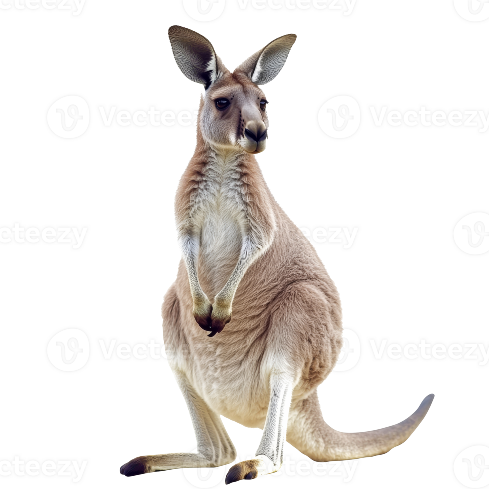 Kangaroo standing gracefully in natural pose png