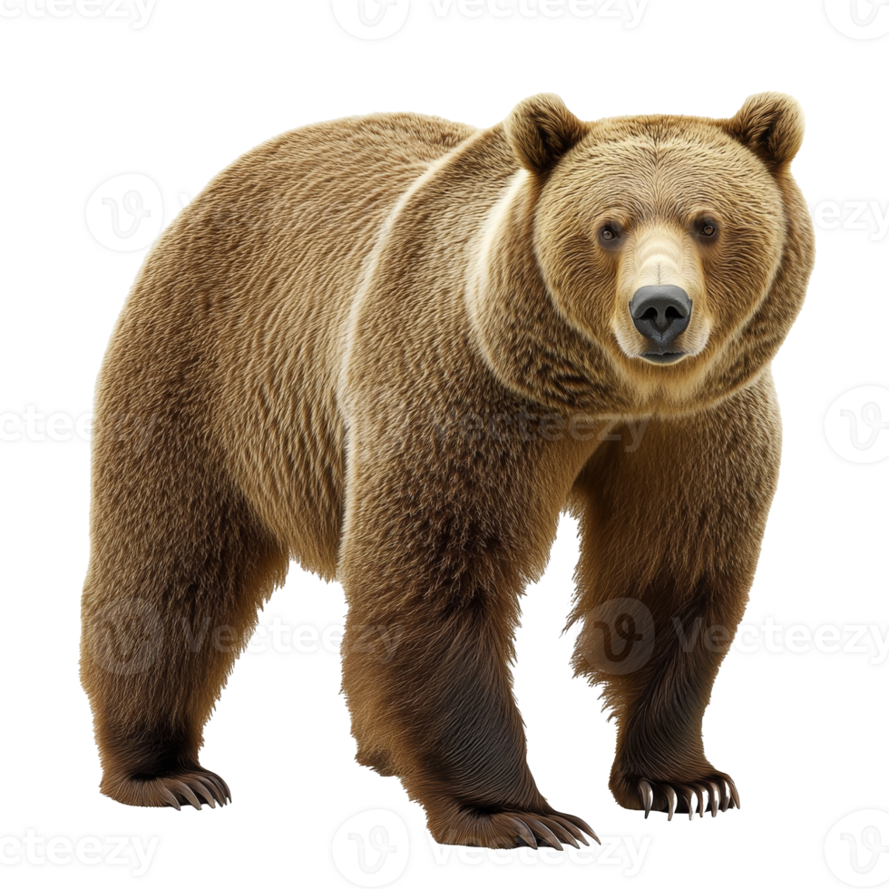 Adult grizzly bear standing on all fours png