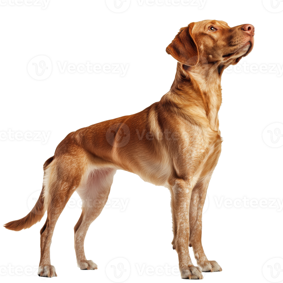 Proud Labrador in studio light png