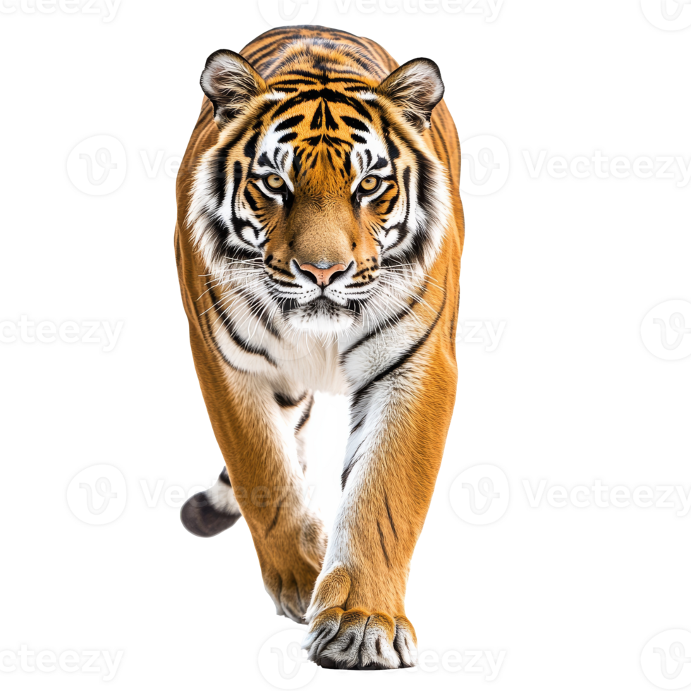 Majestic tiger walking towards the viewer png