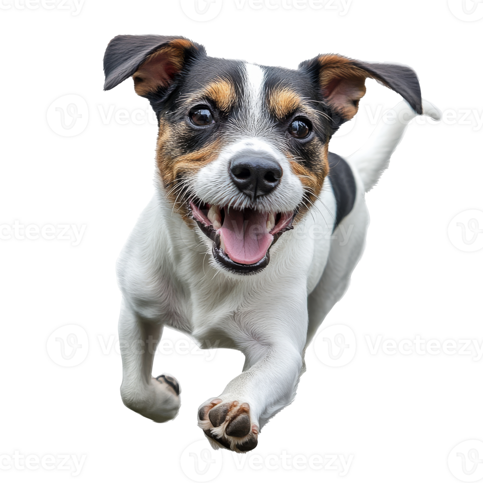 Happy dog running joyfully in open space png