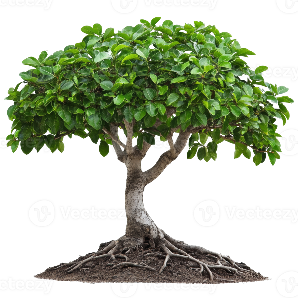 Beautiful green tree with thick foliage and roots png
