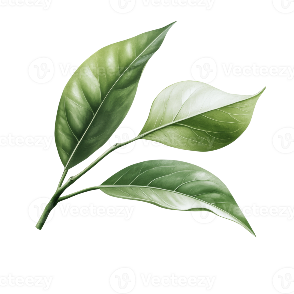 Green leaves show beauty and detail png