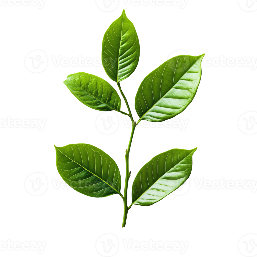 Green leaves on a branch in natural light png