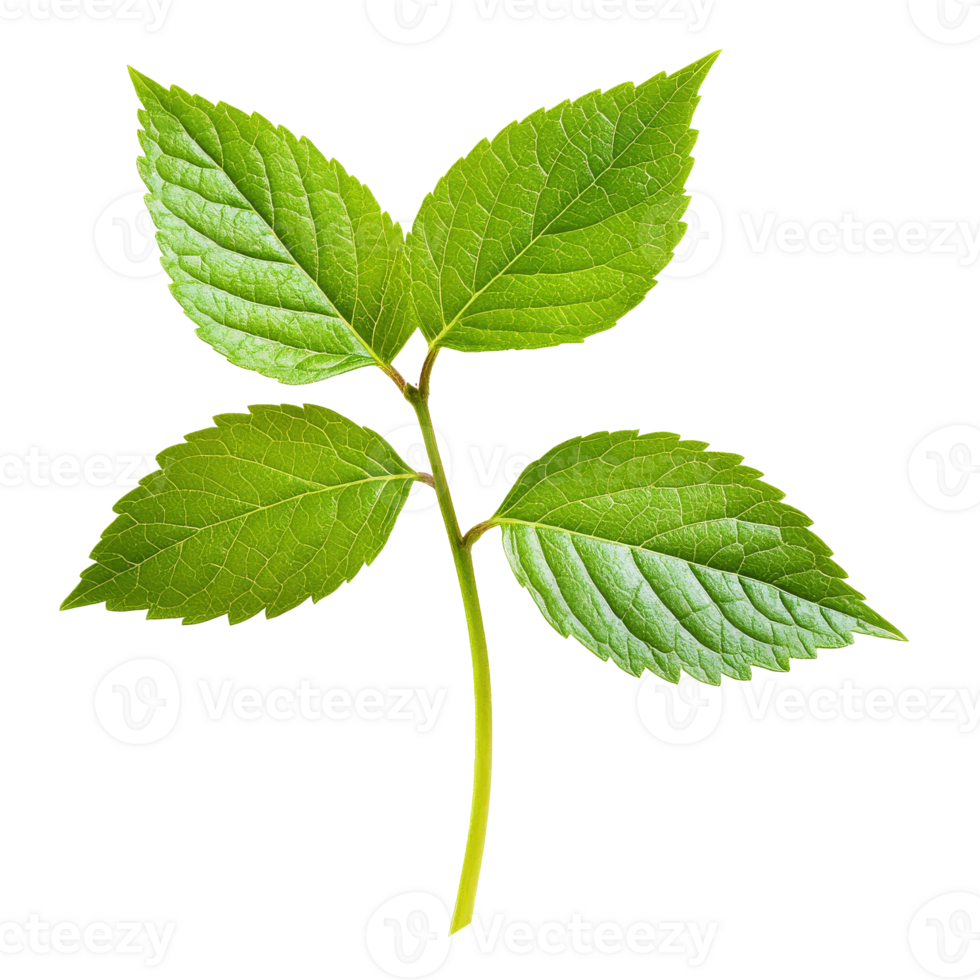 Green leaves on a stem in sunlight png