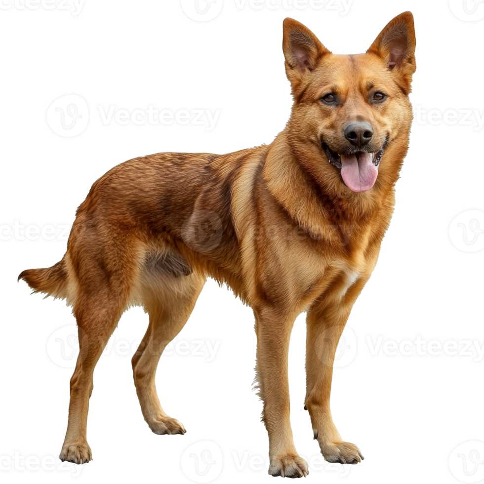 Proud, happy dog with joyful expression png