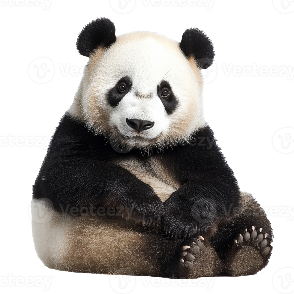 Young panda calmly sitting on white png
