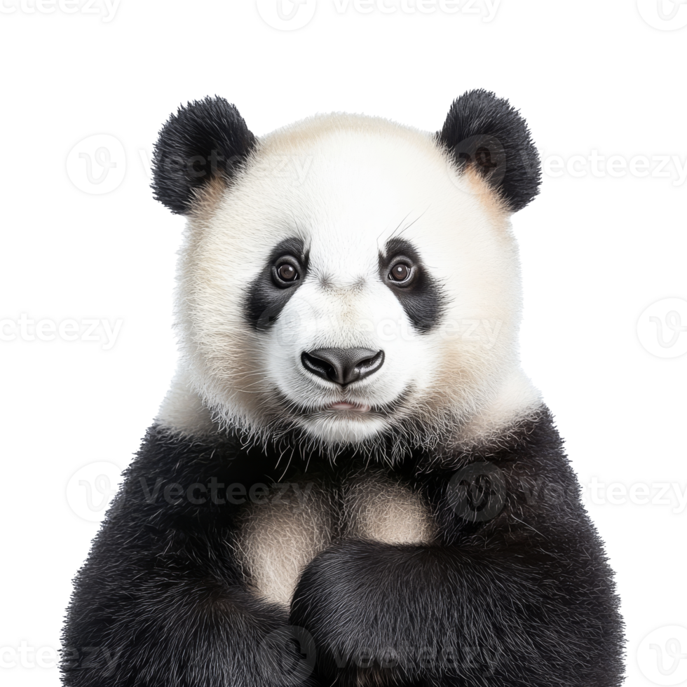Cute panda bear with gentle expression and fur png