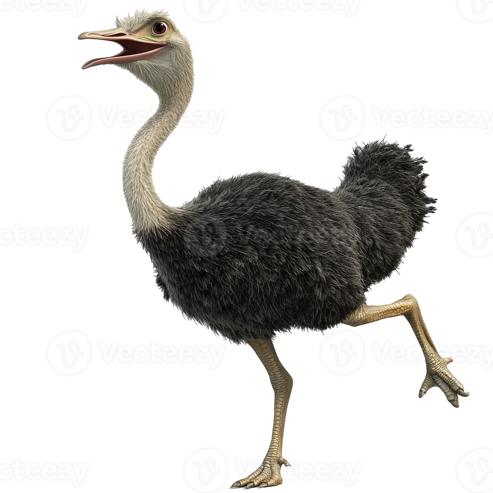 Ostrich walking with open beak in bright setting png